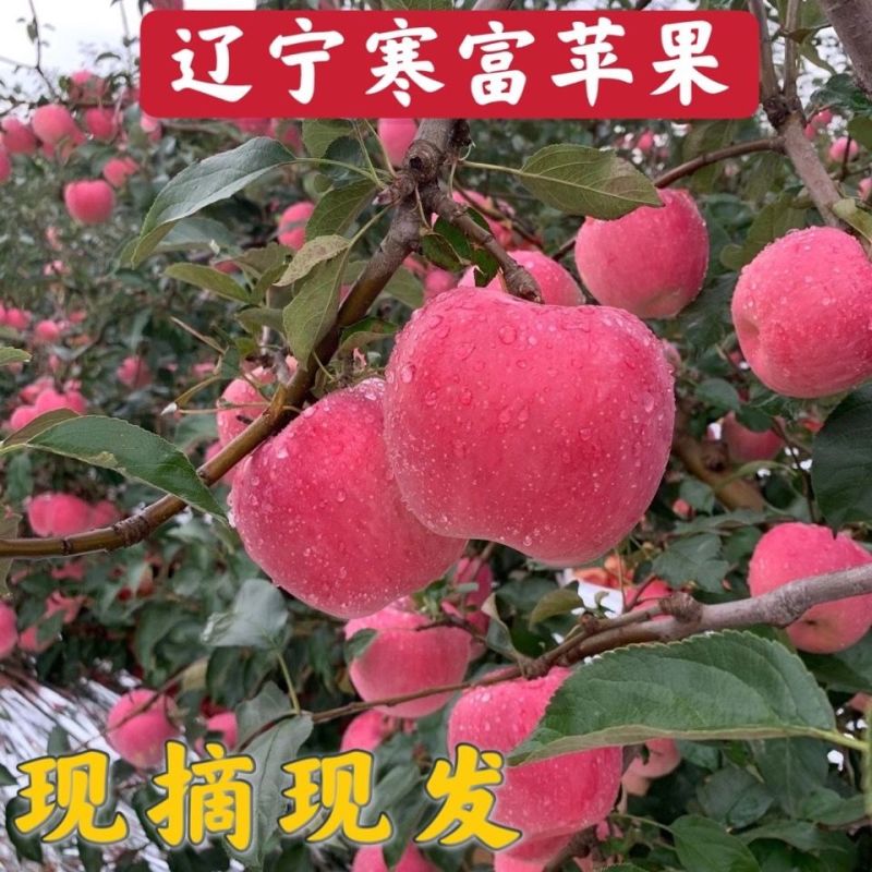 寒富苹果大量上市有需要的联系，果子口感很好。