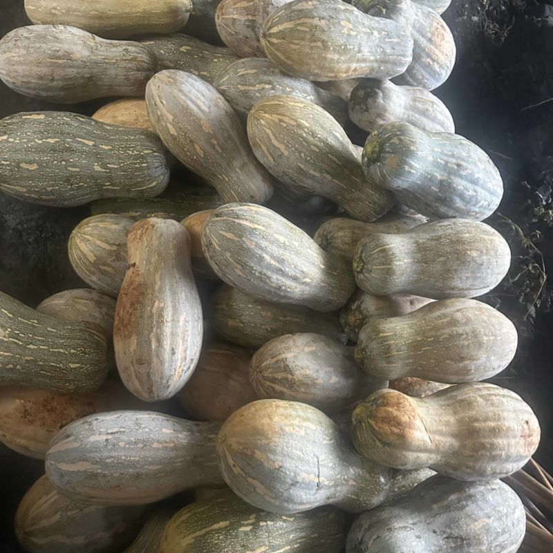 蜜本南瓜基地直收量大价优