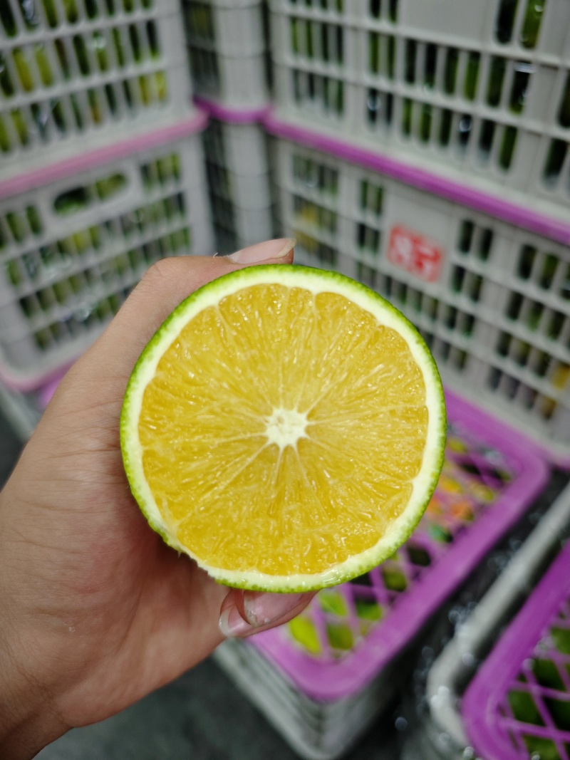 冰糖橙