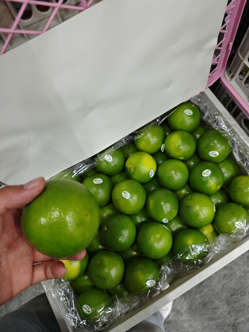 冰糖橙