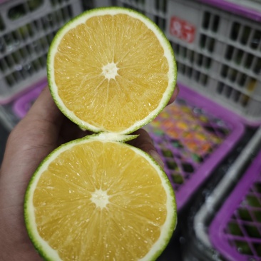 冰糖橙