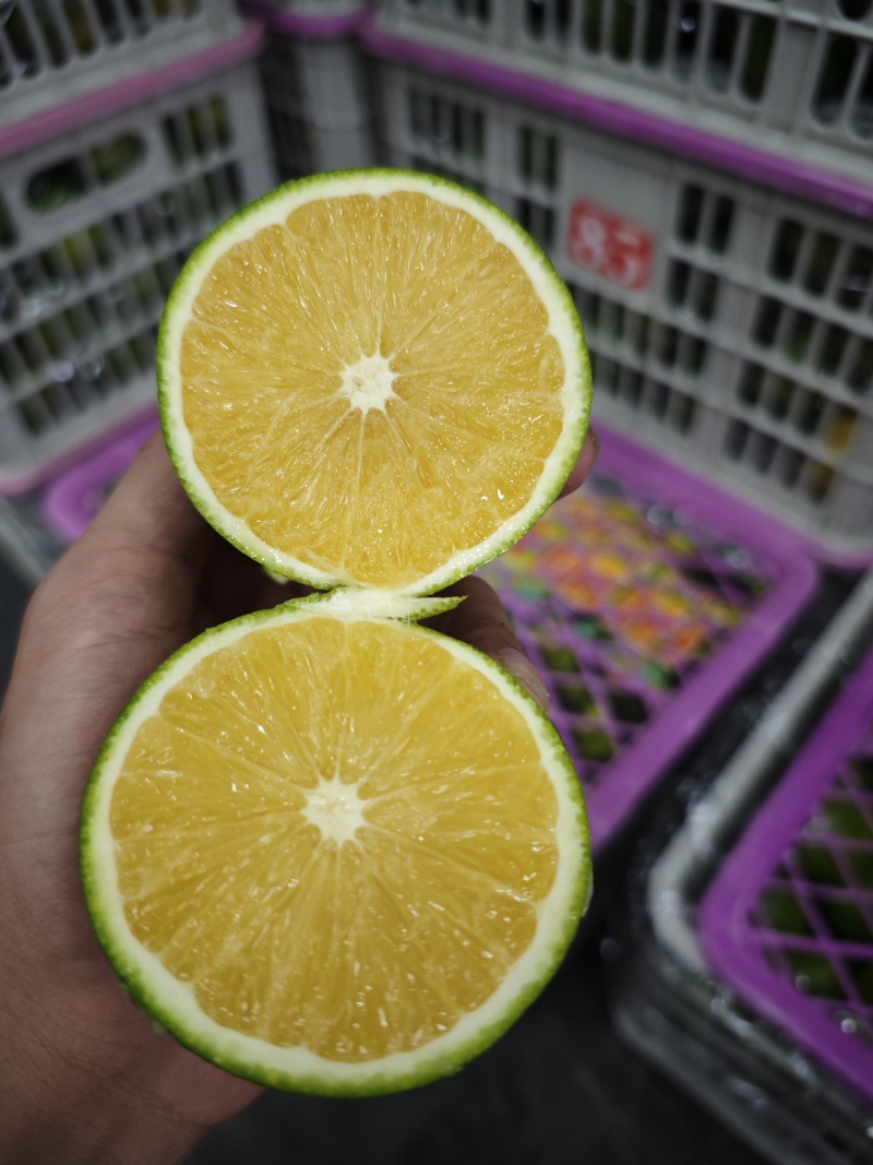 冰糖橙