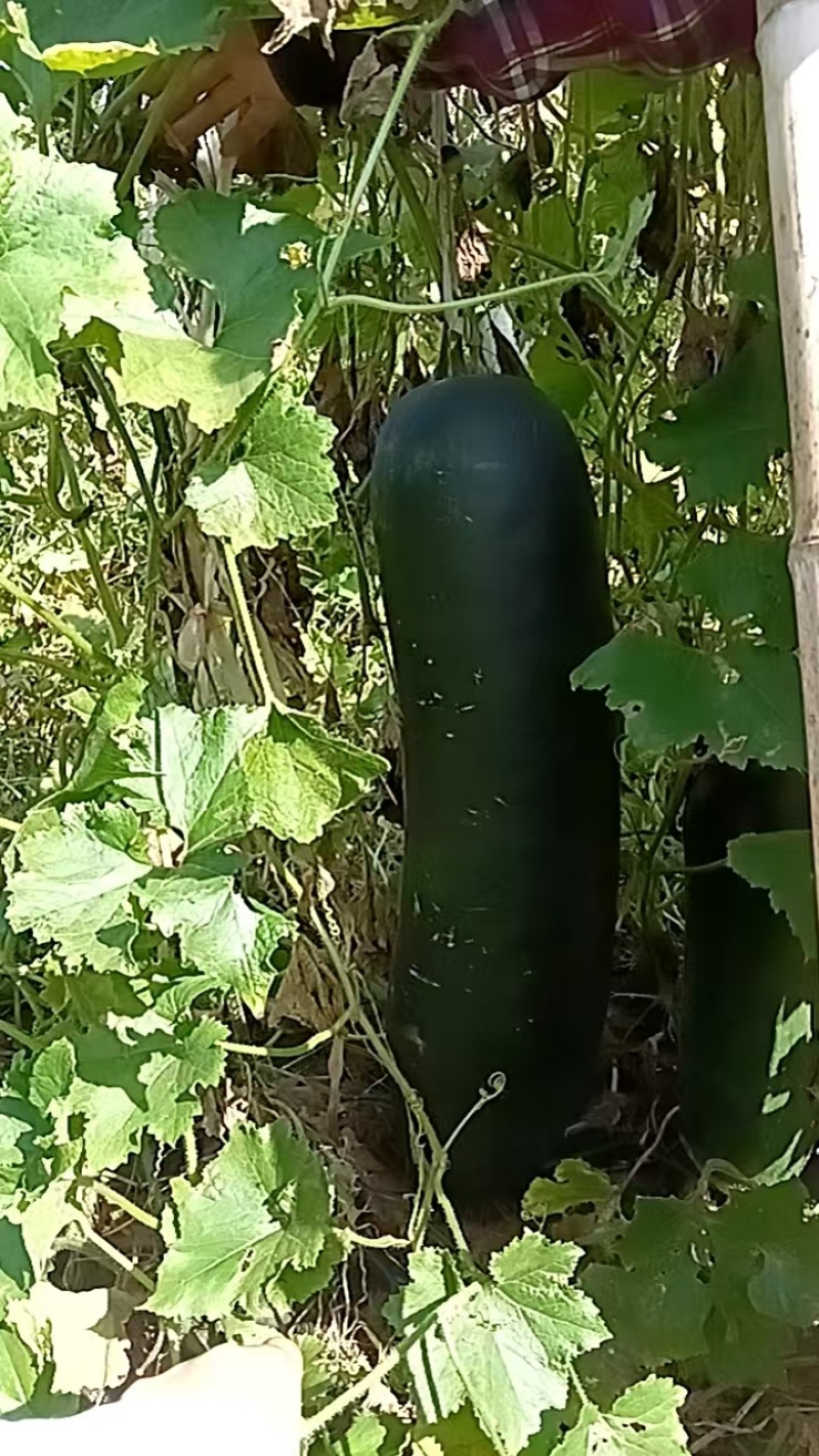 吊冬瓜