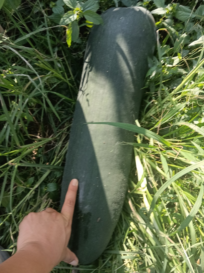 吊冬瓜