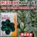 鼎优世美100趴地菠菜种子黑圆叶菠菜种籽油亮半直立菠菜种