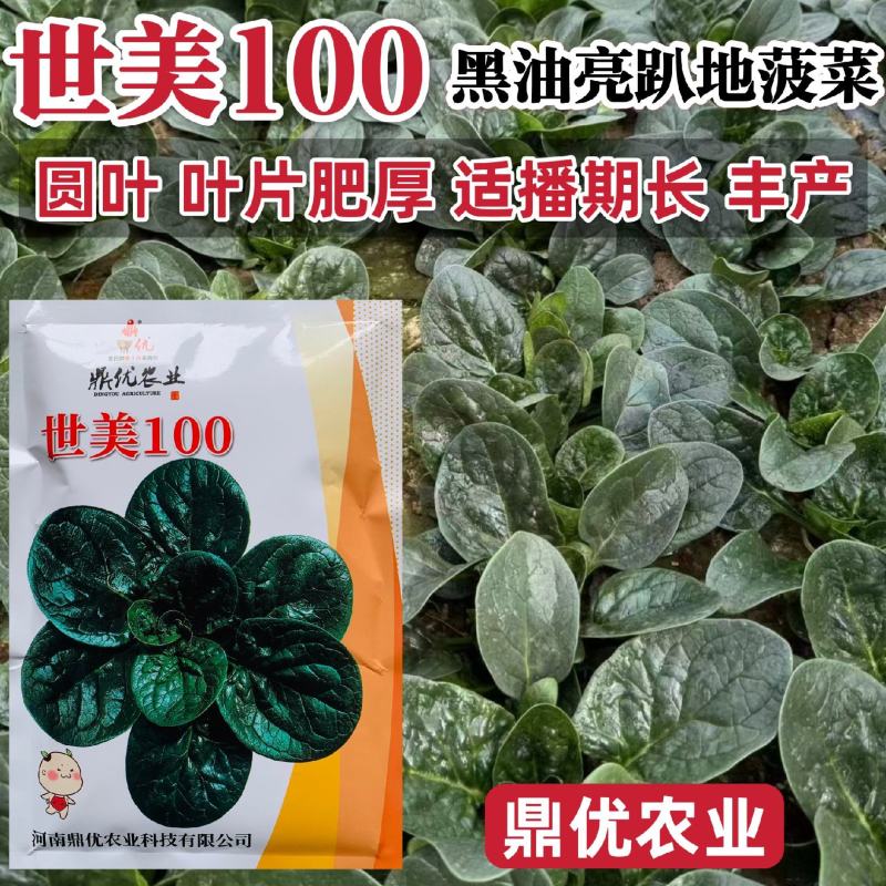 鼎优世美100趴地菠菜种子黑圆叶菠菜种籽油亮半直立菠菜种