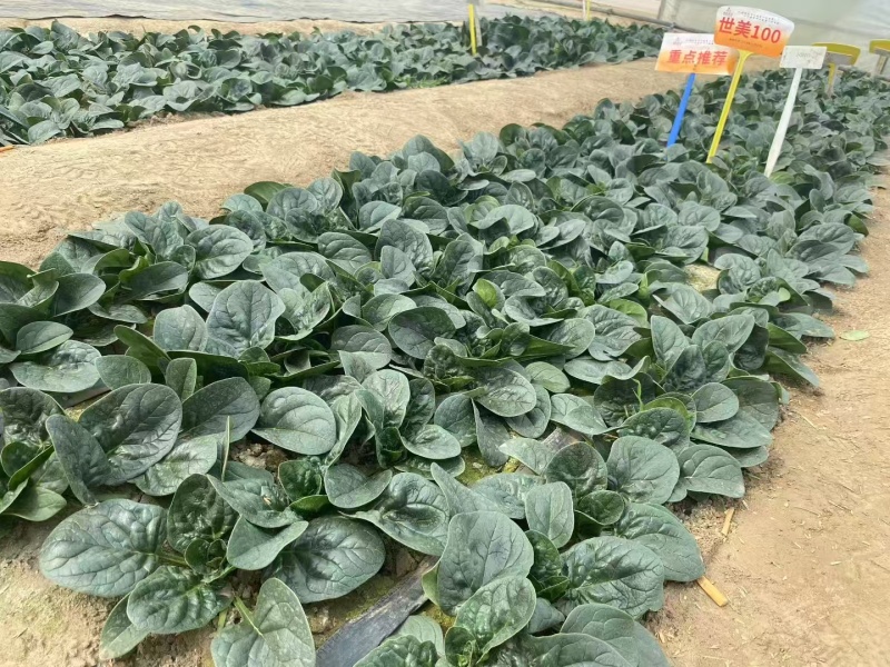 鼎优世美100趴地菠菜种子黑圆叶菠菜种籽油亮半直立菠菜种