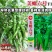 美螺六号螺丝椒种子大果型薄皮香辣螺丝辣椒种籽长果螺旋椒种