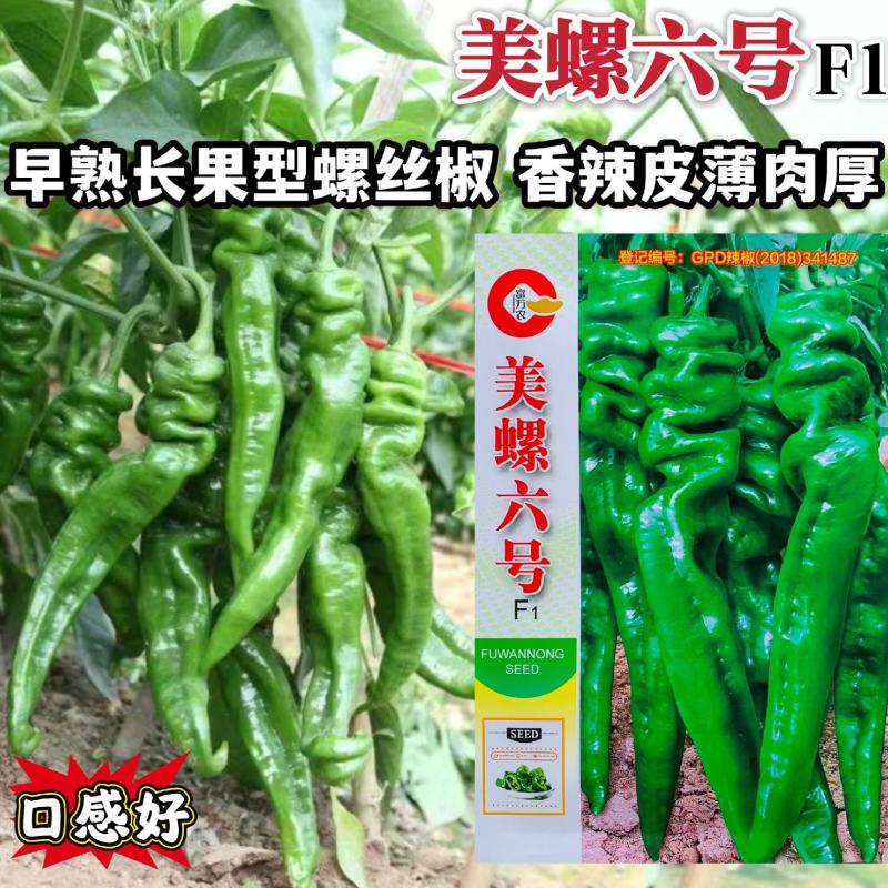美螺六号螺丝椒种子大果型薄皮香辣螺丝辣椒种籽长果螺旋椒种