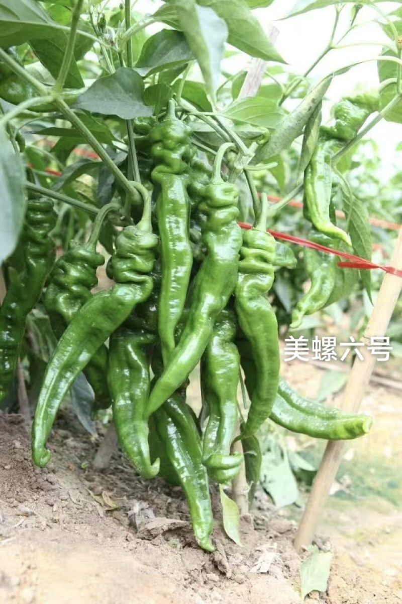 美螺六号螺丝椒种子大果型薄皮香辣螺丝辣椒种籽长果螺旋椒种
