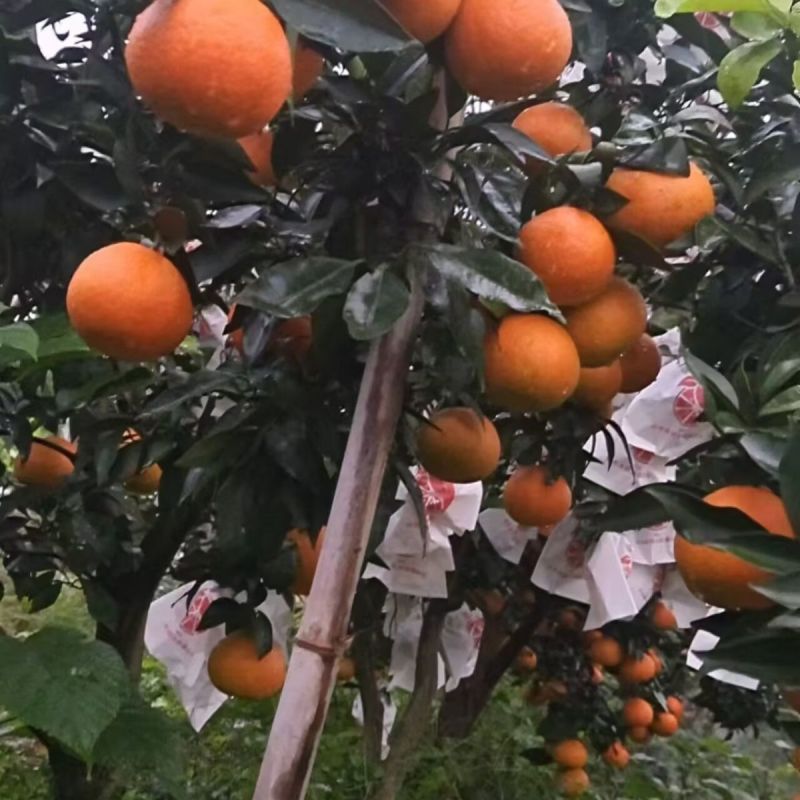 四川资中爱媛果冻橙，一手货源，保质保量，诚信经营，欢迎来