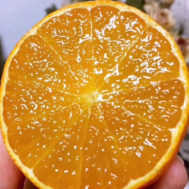 四川资中爱媛果冻橙，一手货源，保质保量，诚信经营，欢迎来