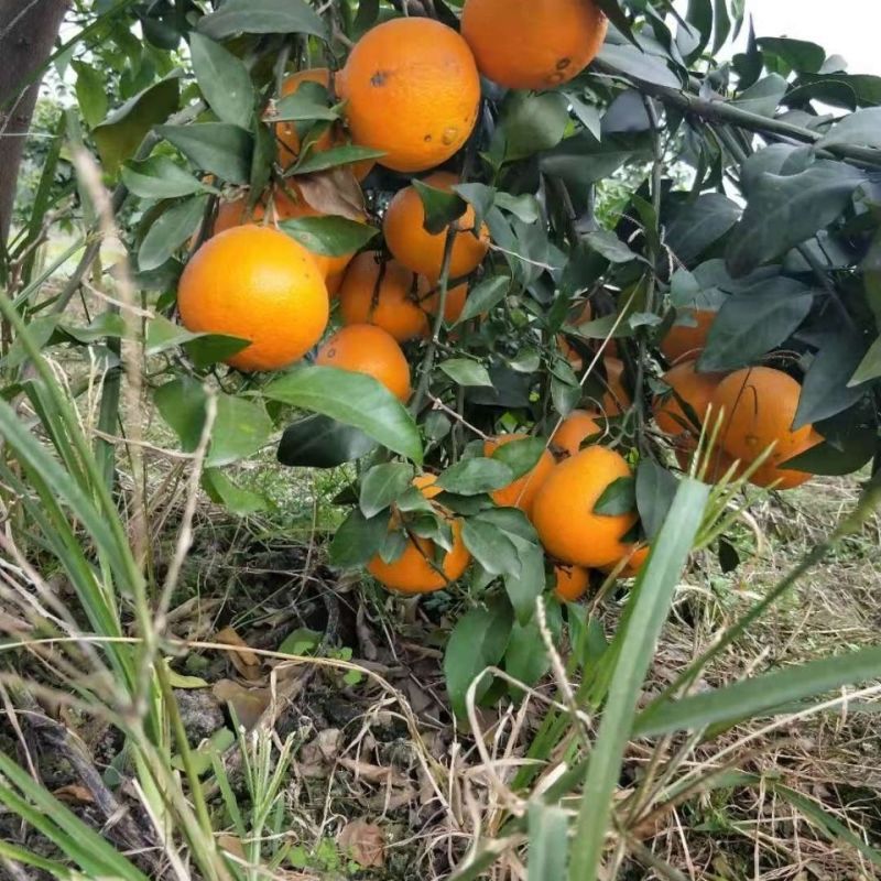 四川资中爱媛果冻橙，一手货源，保质保量，诚信经营，欢迎来