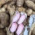 【实力】河南鲜花生白沙系列视频看货欢迎咨询