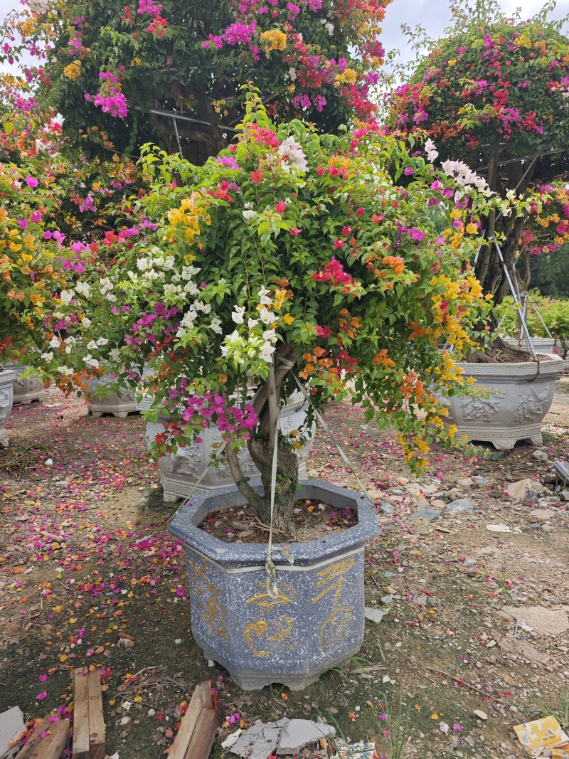 多色三角梅盆栽盆景多种规格绿化工程用