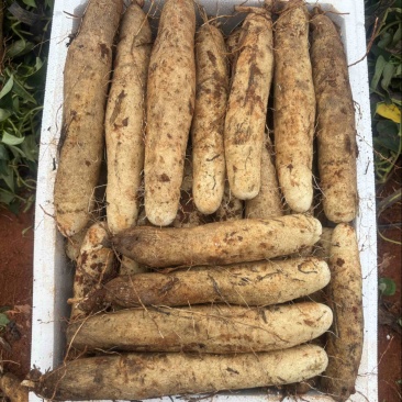 佛手山药，大量上市，价格便宜，欢迎新老客户下单咨询