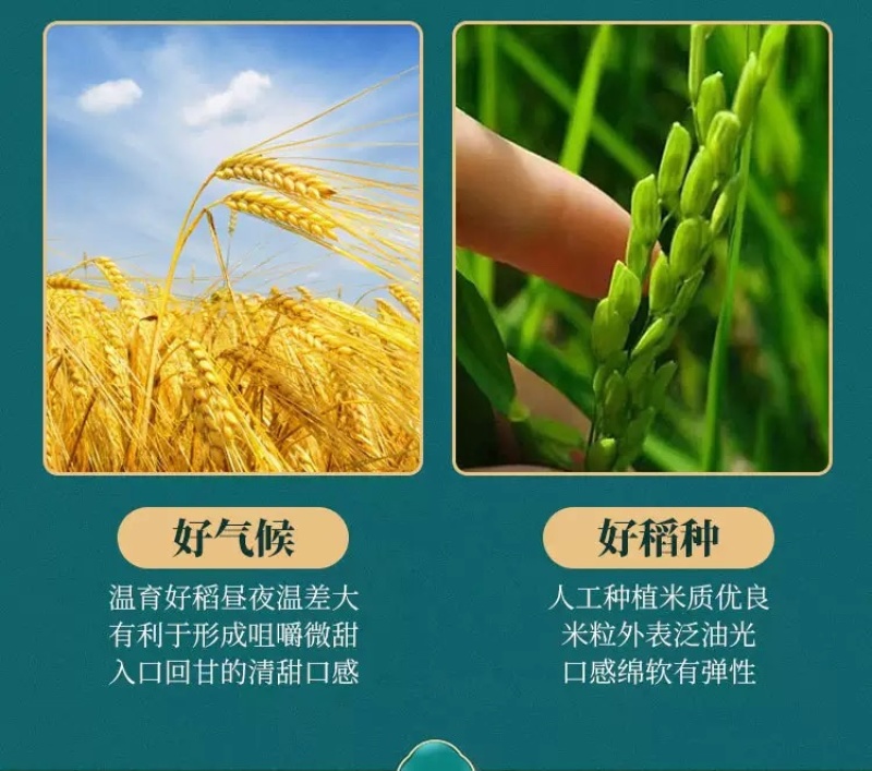 五常大米产地直发东北长粒香米一年一季新米上市