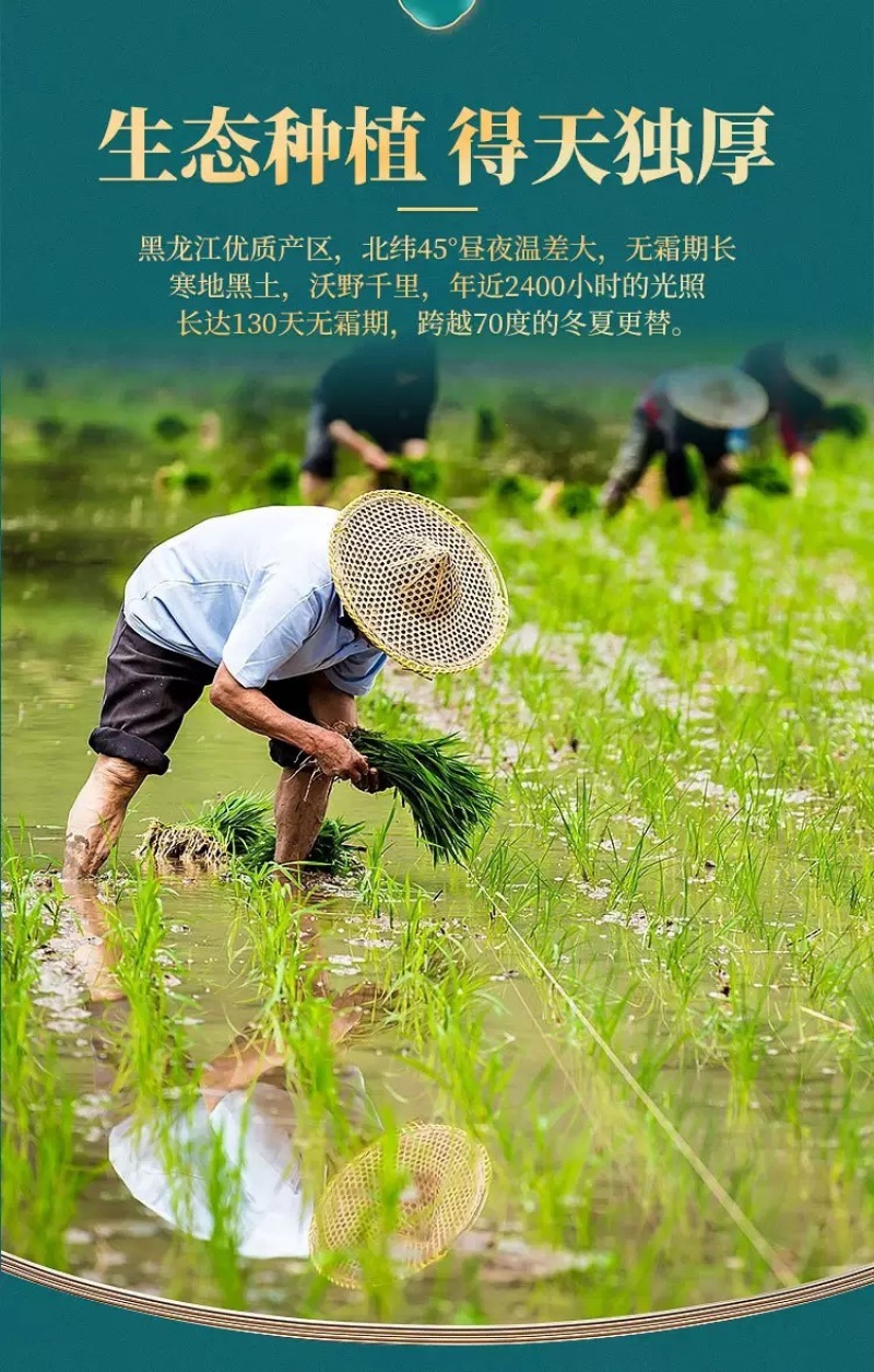 五常大米产地直发东北长粒香米一年一季新米上市