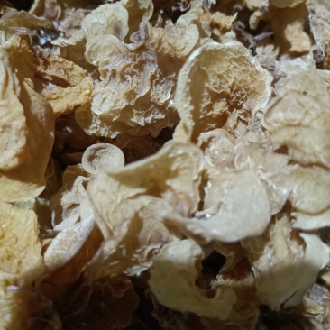 无根羊肚耳电商羊肚耳用一级品羊肚耳鹿肚耳沙耳珍珠菌自产自