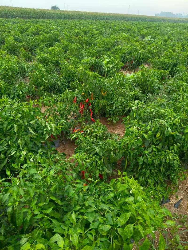100亩辣椒红辣椒