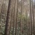 20年350亩山林出售、地址：广西贺州、昭平县、有意联系