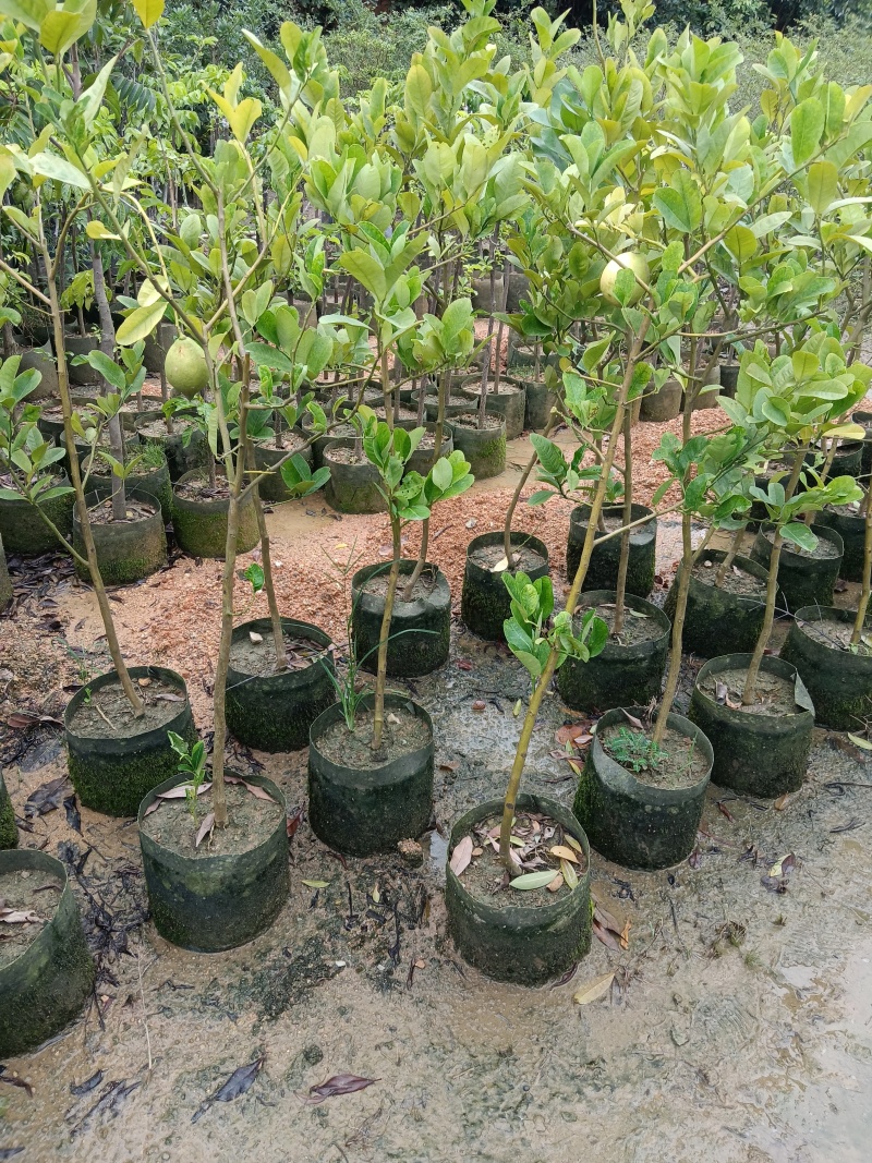 广东香水柠檬/正品嫁接苗/福利放漏19块/棵自提价