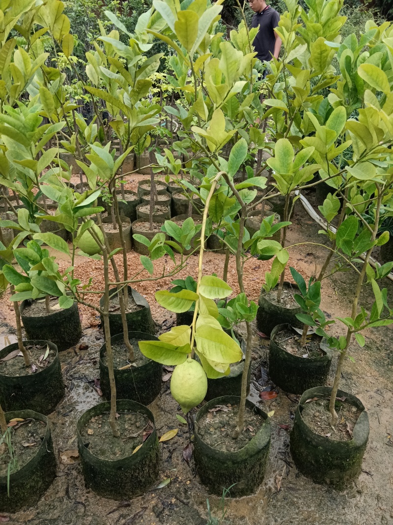 广东香水柠檬/正品嫁接苗/福利放漏19块/棵自提价