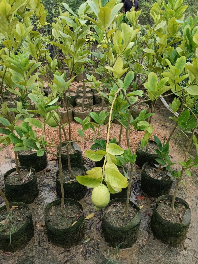 广东香水柠檬/正品嫁接苗/福利放漏19块/棵自提价