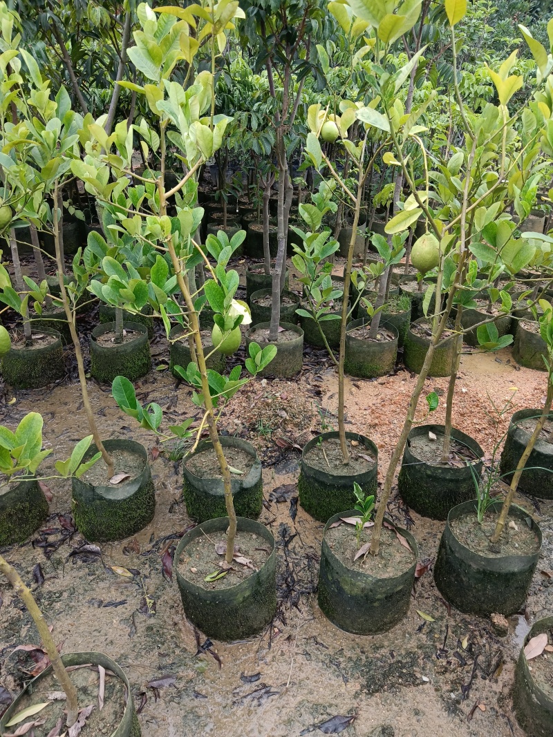广东香水柠檬/正品嫁接苗/福利放漏19块/棵自提价