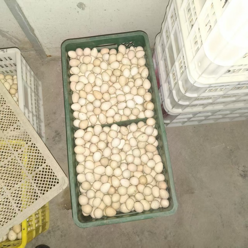 商品蛋