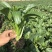 出奇75天杂交菜心种子浓绿尖叶菜苔种子爽脆味甜春秋季菜薹