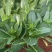 出奇75天杂交菜心种子浓绿尖叶菜苔种子爽脆味甜春秋季菜薹