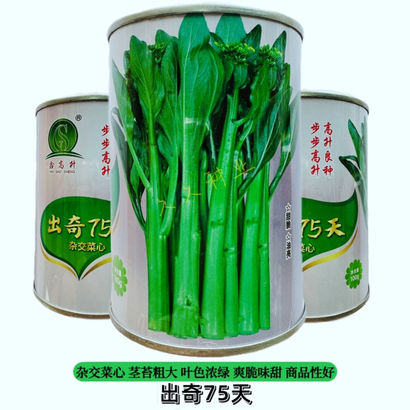 出奇75天杂交菜心种子浓绿尖叶菜苔种子爽脆味甜春秋季菜薹