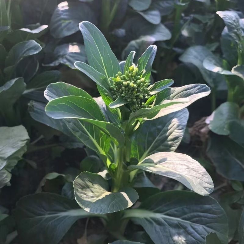 出奇75天杂交菜心种子浓绿尖叶菜苔种子爽脆味甜春秋季菜薹