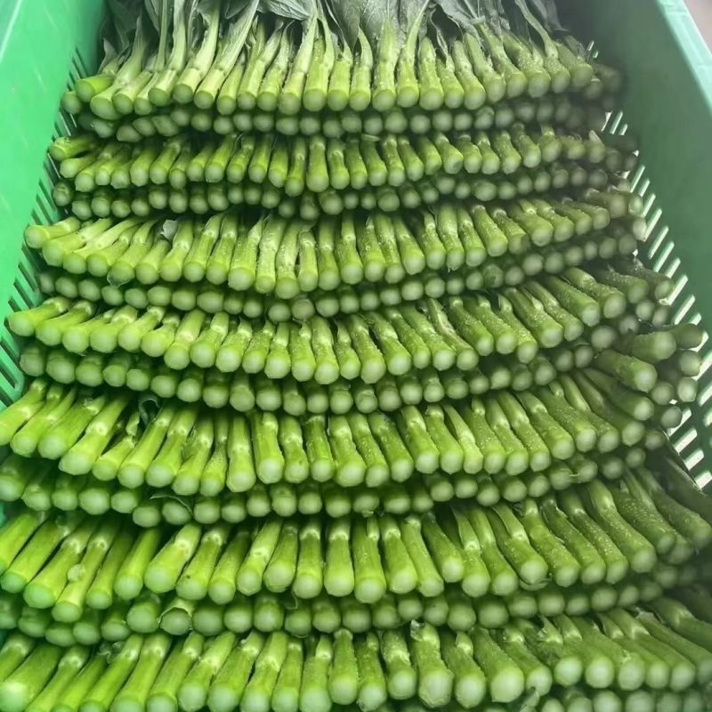 出奇75天杂交菜心种子浓绿尖叶菜苔种子爽脆味甜春秋季菜薹