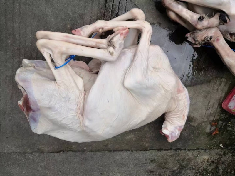 白条羊羊肉带皮羊绵羊弯瘦羊整只羊