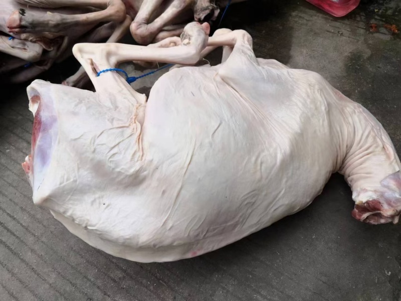 白条羊羊肉带皮羊绵羊弯瘦羊整只羊