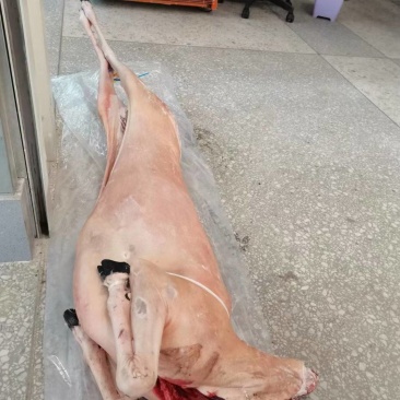 带皮羊冻羊白条羊内蒙羊肉直条羊标准羊