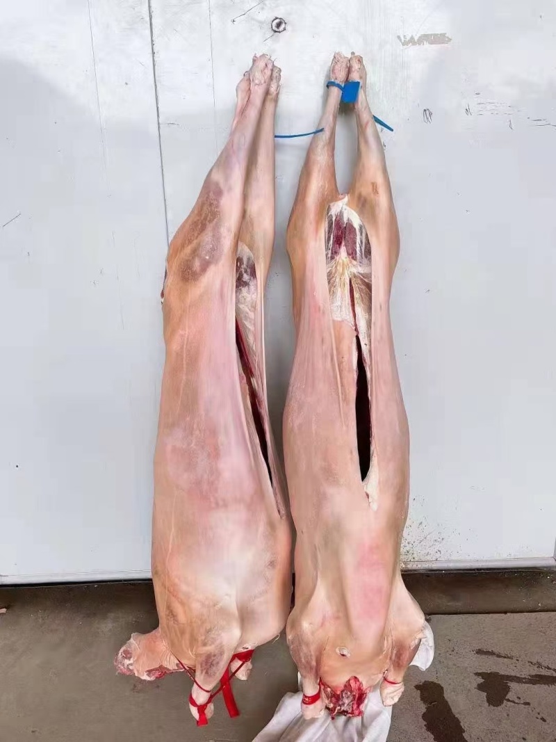 带皮羊冻羊白条羊内蒙羊肉直条羊标准羊