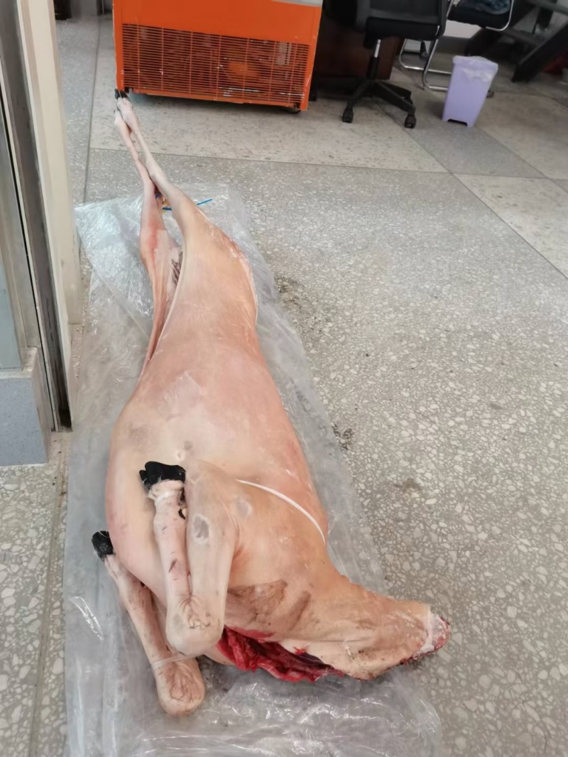 带皮羊冻羊白条羊内蒙羊肉直条羊标准羊