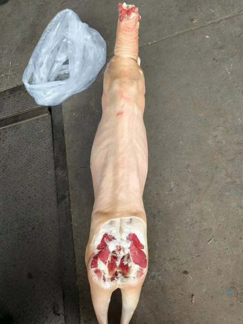 带皮羊冻羊白条羊内蒙羊肉直条羊标准羊