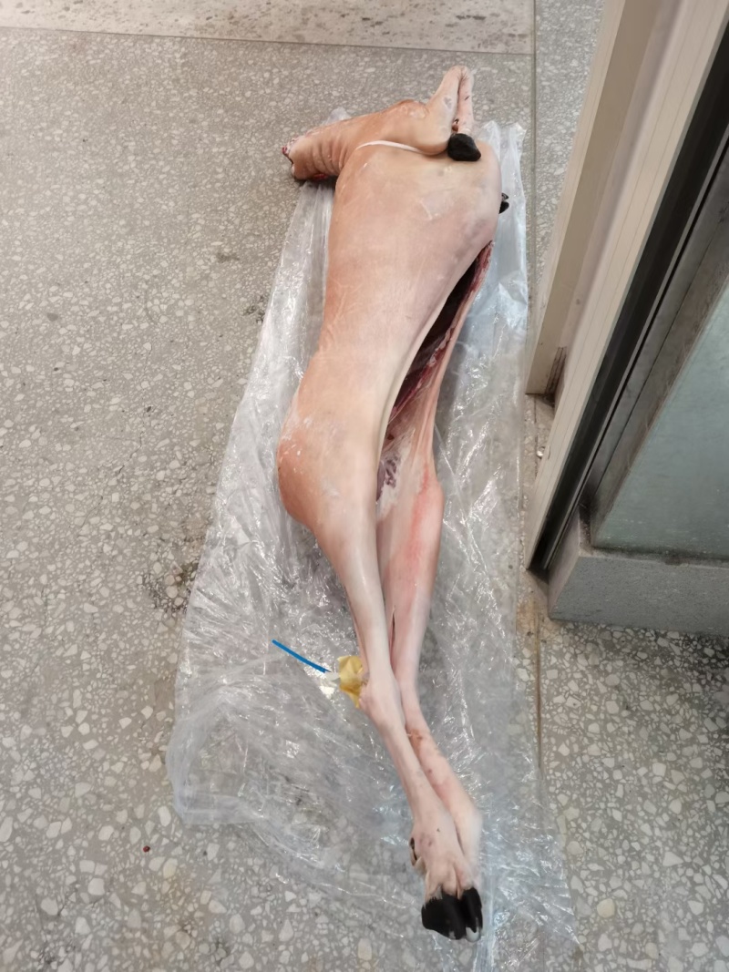 带皮羊冻羊白条羊内蒙羊肉直条羊标准羊