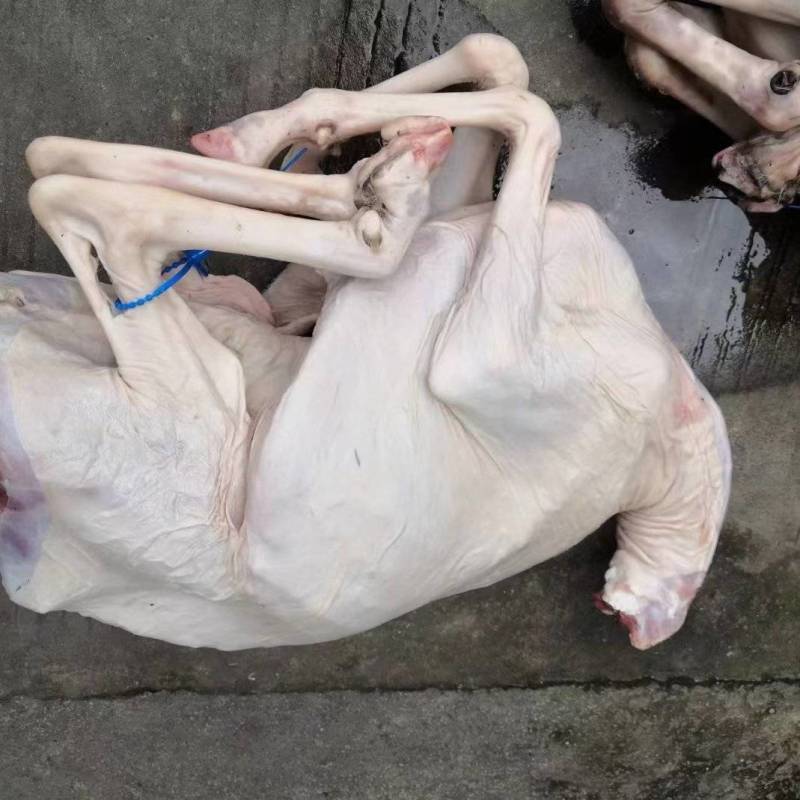 白条羊整只羊带皮羊绵羊内蒙羊