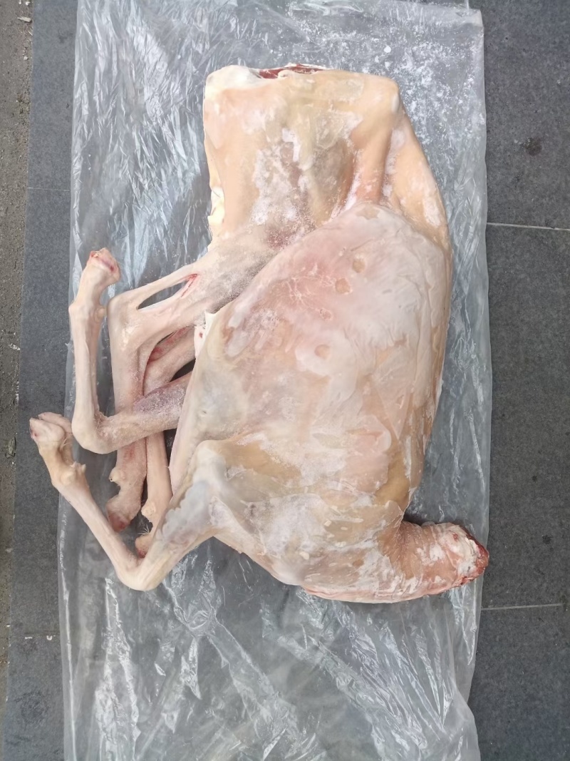 白条羊整只羊带皮羊绵羊内蒙羊