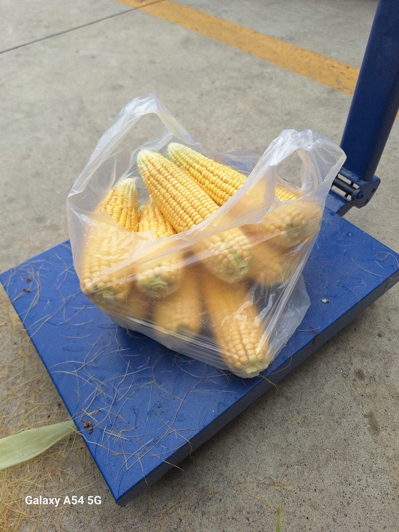鲜食玉米货在山东滨州约20亩