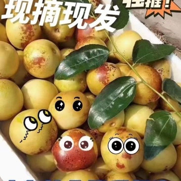 沾化冬枣