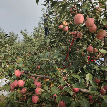 绥中产地，红钱苹果，寒富苹果