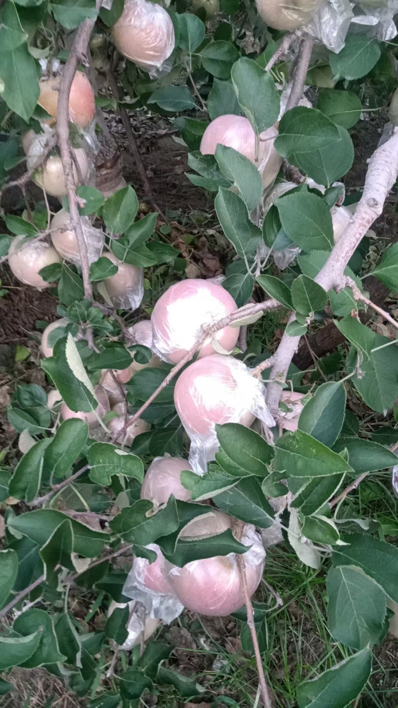 中牟县糖心红富士苹果大量上市大量批发，是脆甜多汁的，