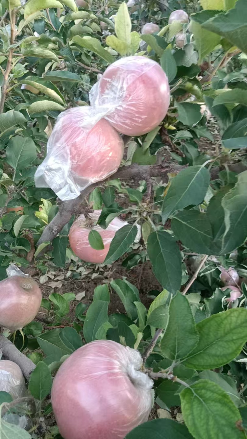 中牟县糖心红富士苹果大量上市大量批发，是脆甜多汁的，