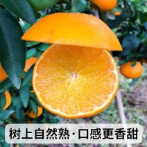 《畅销》爱媛38号果冻橙基地直发保质保量一条龙服务